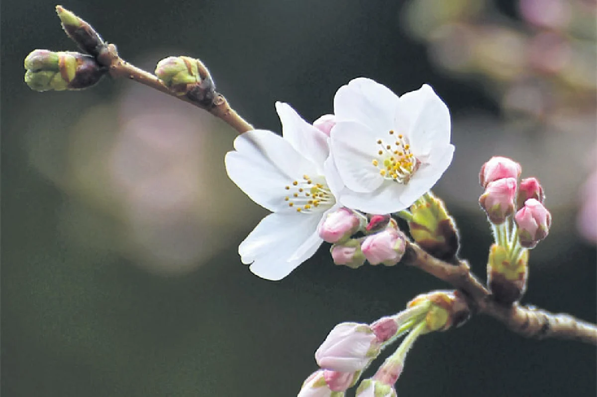 ซากุระบานที่โตเกียว