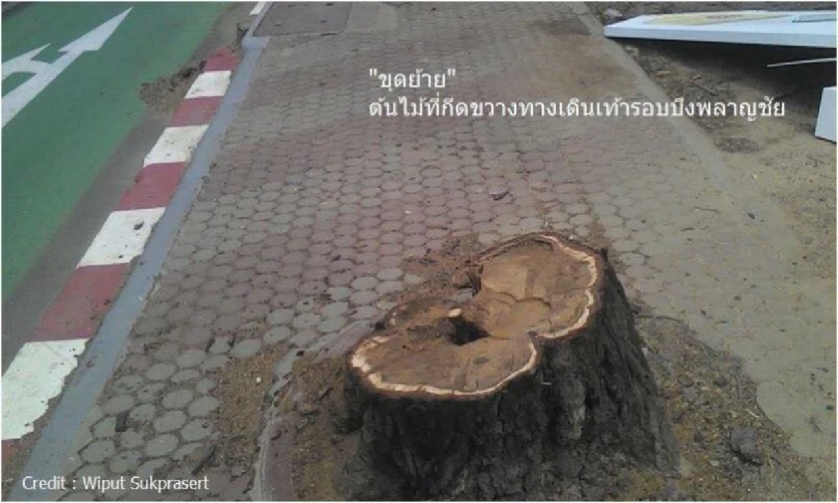 หมอนักอนุรักษ์ผุดไอเดียออกกม."ไม้มรดกชาติ"