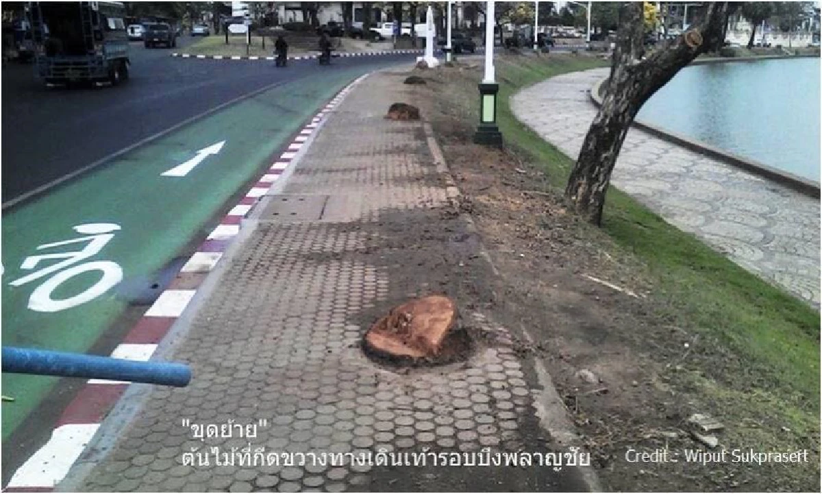 หมอนักอนุรักษ์ผุดไอเดียออกกม."ไม้มรดกชาติ"