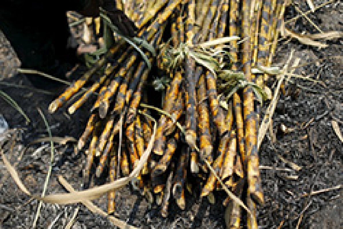 Drought killing next year's sugar crop