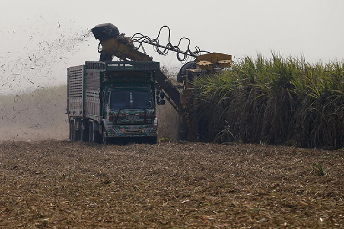 Drought killing next year's sugar crop