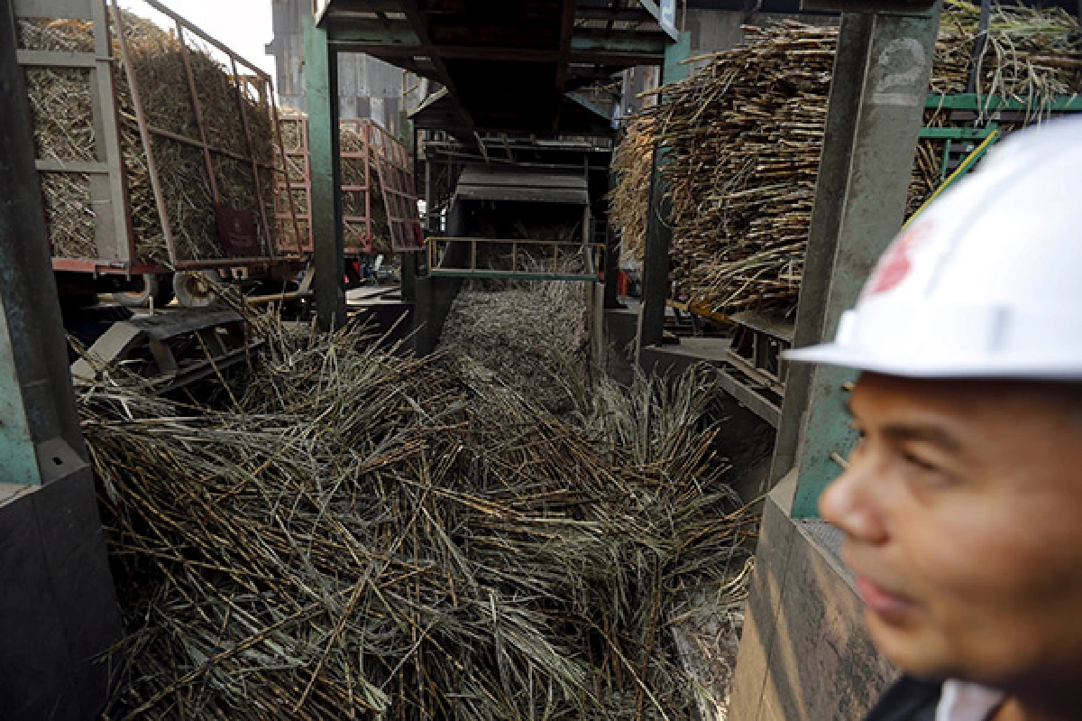 Drought killing next year's sugar crop