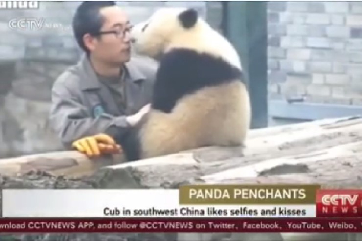 คลิปน่ารัก!น้องแพนด้าจุ๊บพี่เลี้ยง-ยื่นหน้าถ่ายเซลฟี่ด้วย คลิปน่ารัก!น้องแพนด้าจุ๊บพี่เลี้ยง-ยื่นหน้าถ่ายเซลฟี่ด้วย
