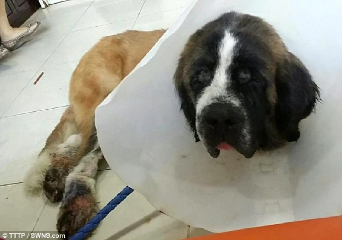 ดราม่า!ฝรั่งทุ่มเงินรับหมาจากไทยมาเลี้ยงอังกฤษ สุดท้ายเจอเบี้ยว