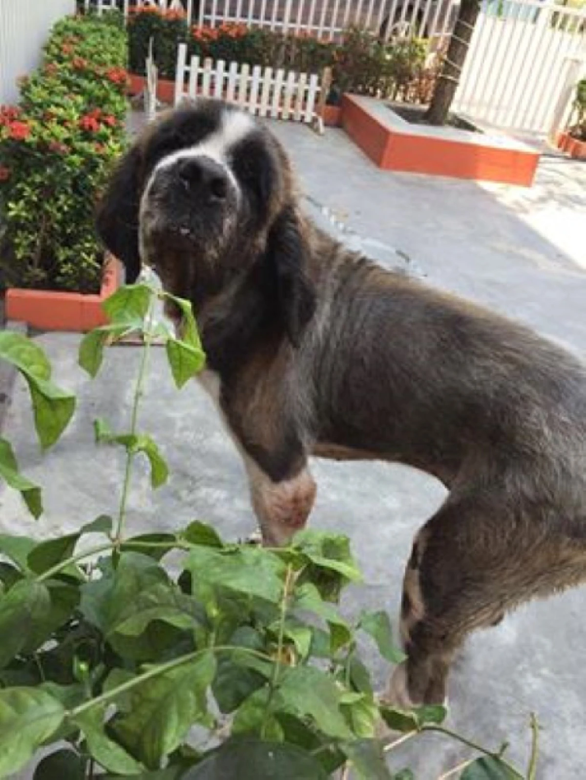 ดราม่า!ฝรั่งทุ่มเงินรับหมาจากไทยมาเลี้ยงอังกฤษ สุดท้ายเจอเบี้ยว