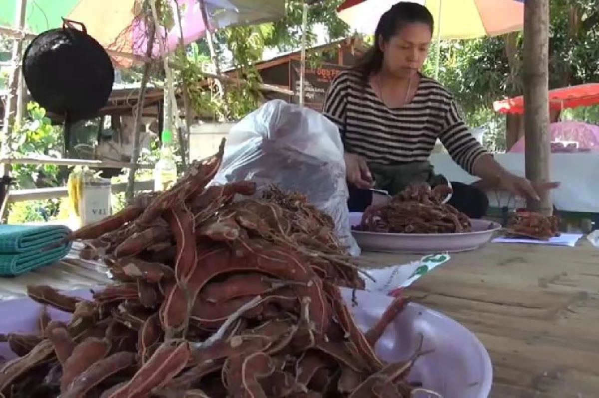 เปรี้ยว จี๊ดจ๊าด มะขามเมืองสองแคว