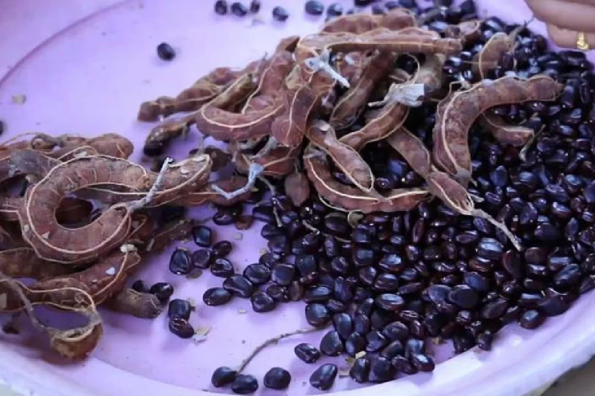 เปรี้ยว จี๊ดจ๊าด มะขามเมืองสองแคว