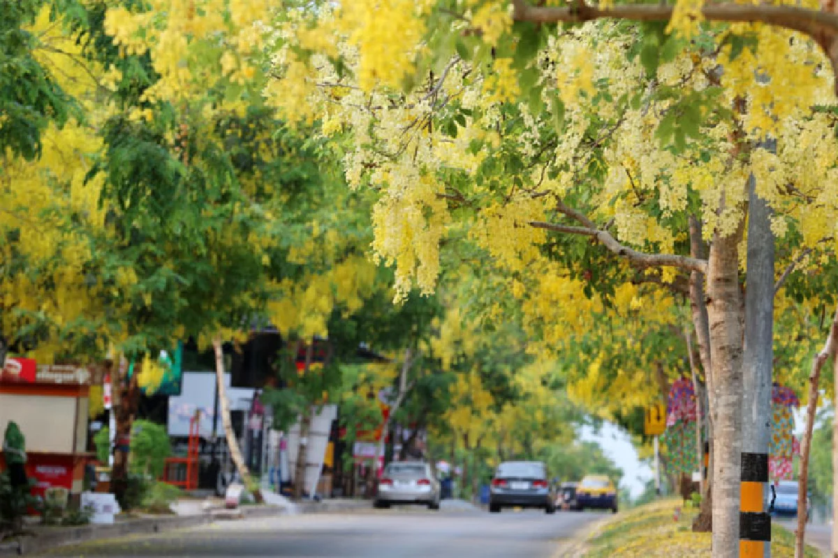 ซากุระหลบไป ดอกไม้ไทยกำลังมา บุปผาหน้าร้อนทั่วไทย