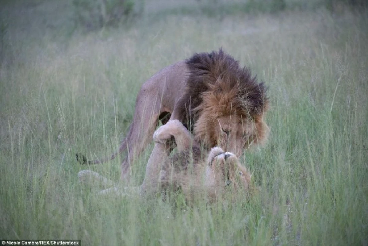 หาชมยาก!ภาพ2สิงโตหนุ่ม"จู๋จี๋"กันกลางป่า ไม่แคร์สายตาตัวเมียที่ท้องอยู่