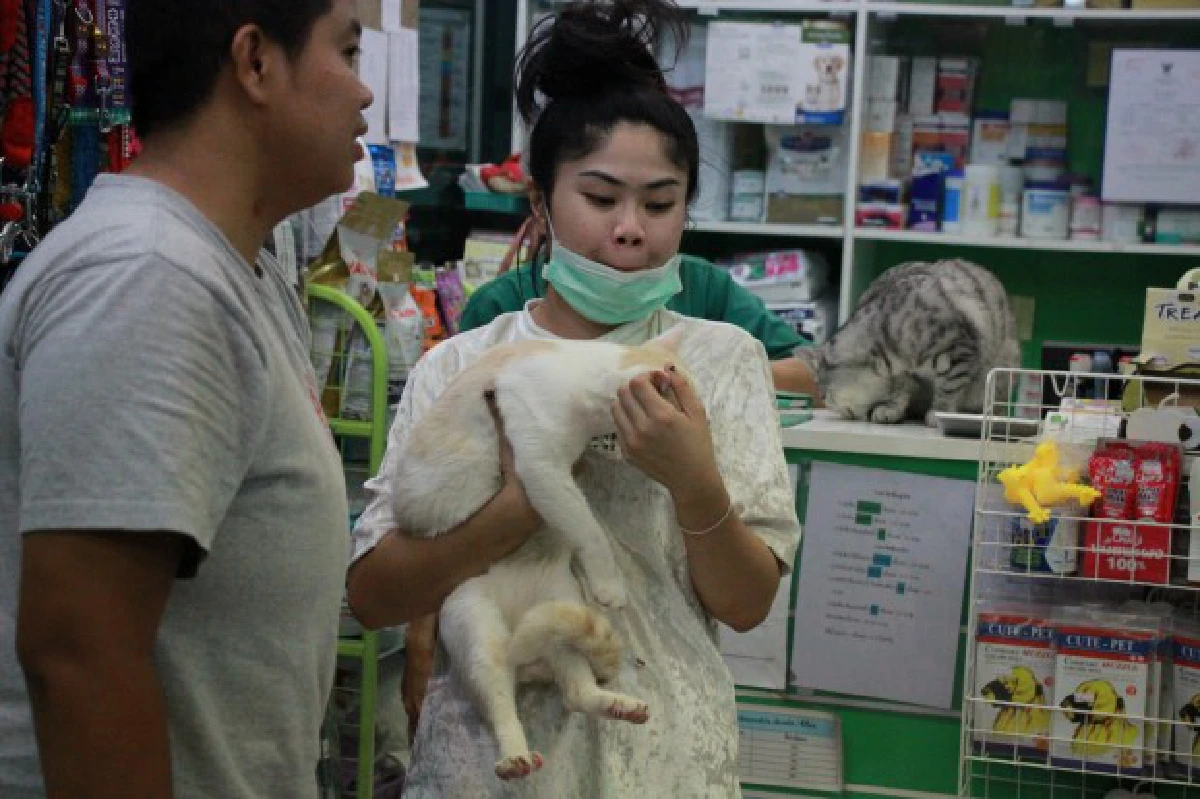 เยาวชนไทยจิตอาสาตั้งชมรมกู้ภัยช่วยหมา-แมว
