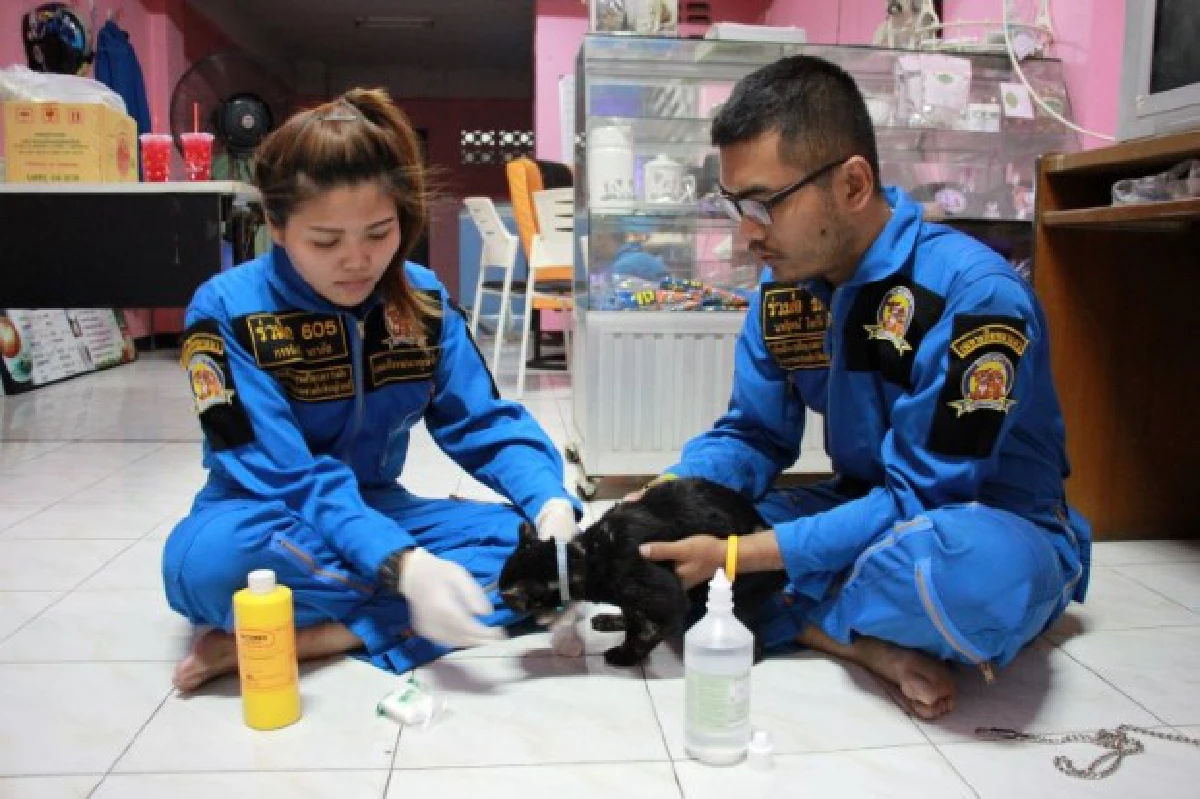 เยาวชนไทยจิตอาสาตั้งชมรมกู้ภัยช่วยหมา-แมว