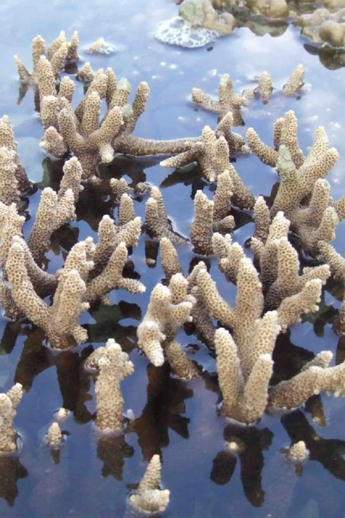 ปะการังฟอกขาวได้ก็ฟื้นได้