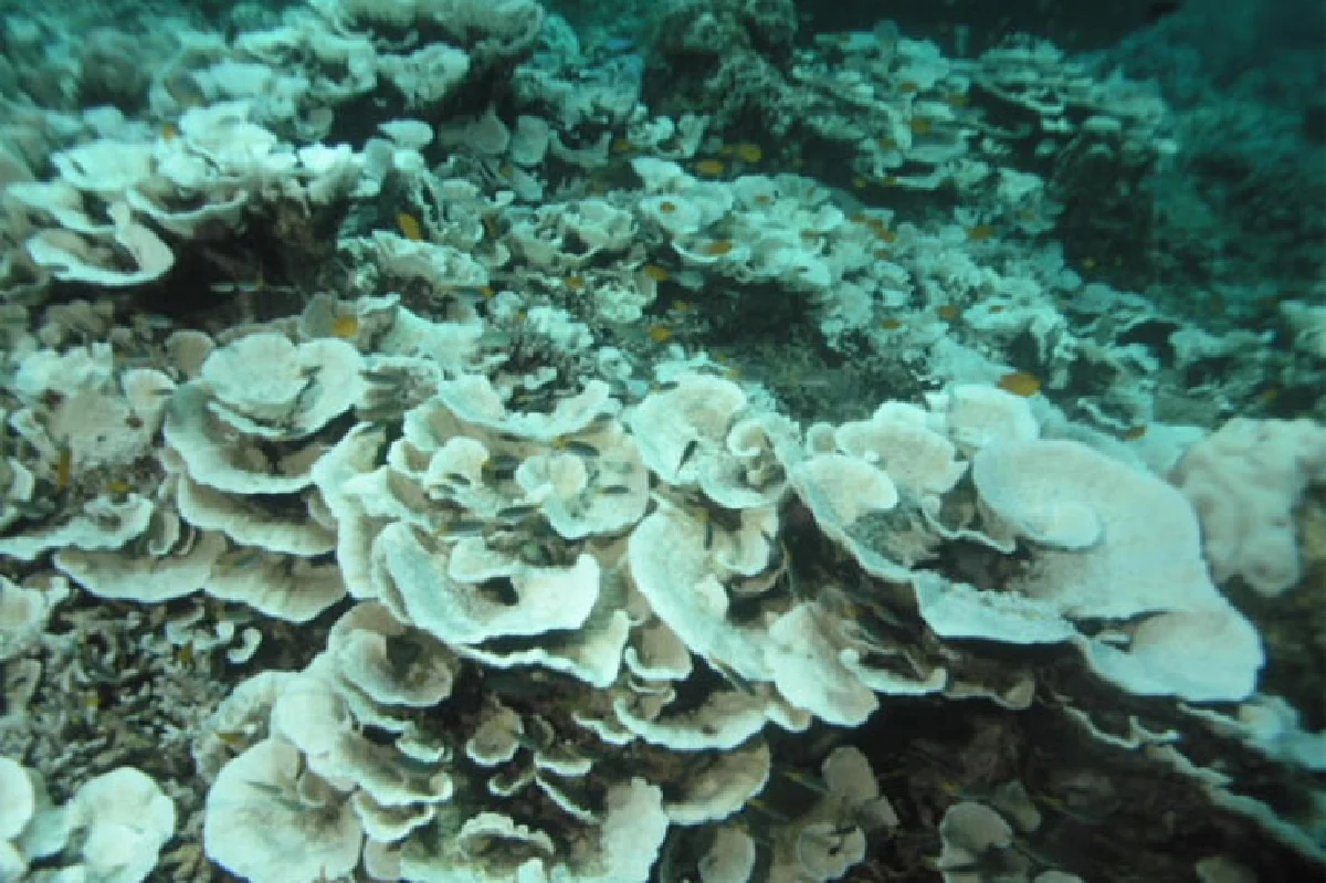 ปะการังฟอกขาวได้ก็ฟื้นได้