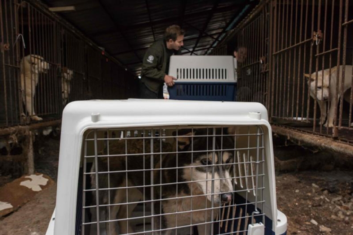 Korean dog meat industry, "a dying business"