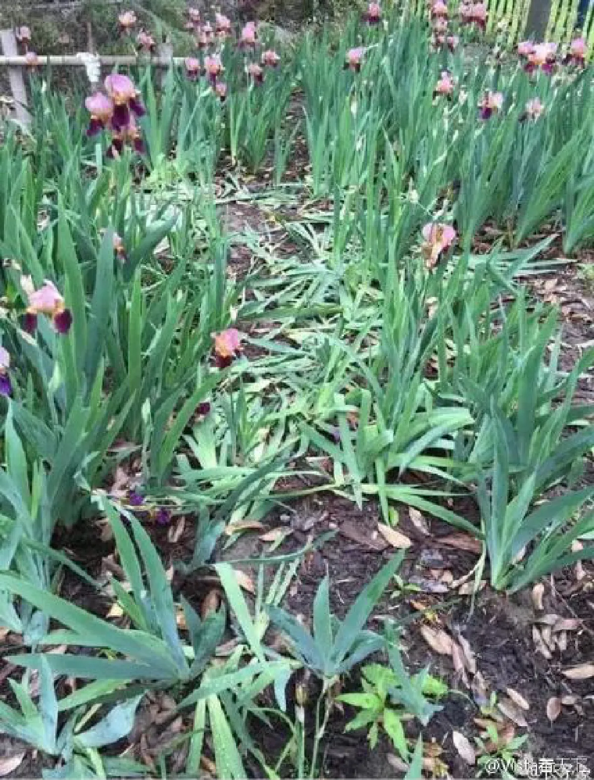 นักท่องเที่ยวจีนตะลุยดิสนีย์แลนด์เซี่ยงไฮ้พังยับก่อนเปิดจริง