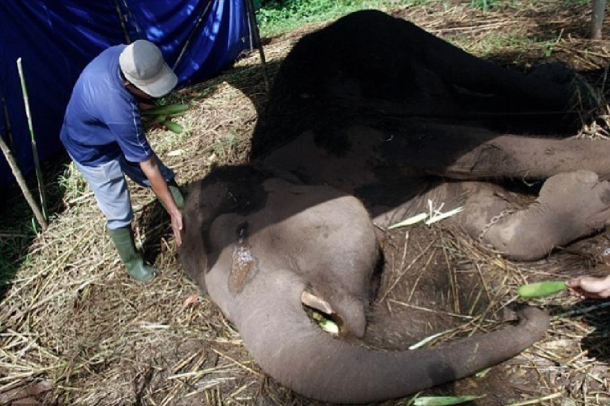 ภาพสะเทือนใจ!ช้างสุมาตรานอนรอความตาย-น้ำตาไหล เหตุสวนสัตว์ดูแลแย่