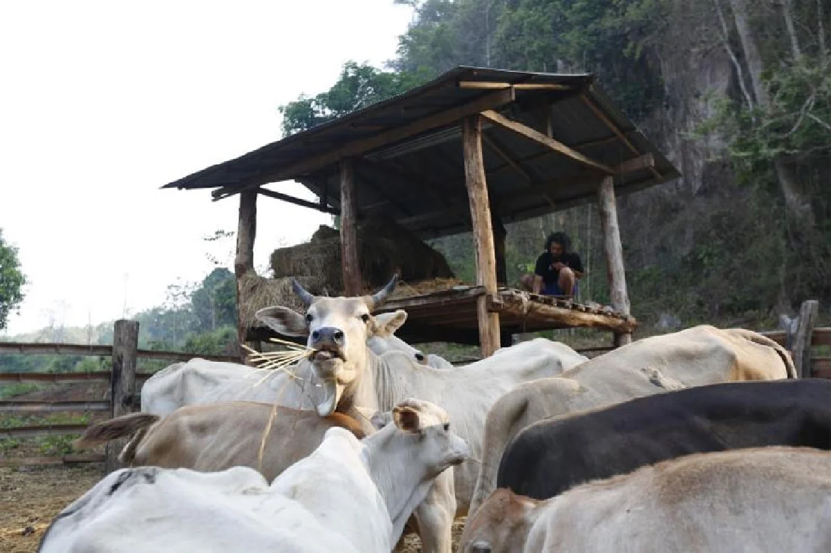 ปกาเกอะญอ ที่รัก ณ บ้านเมืองแพม