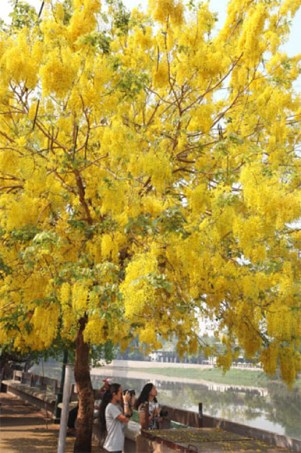 เหลืองอร่ามราชพฤกษ์