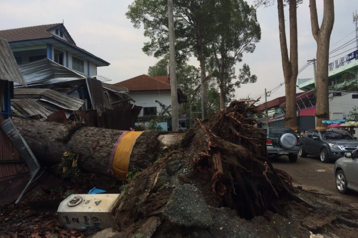 พายุฤดูร้อนถล่มเชียงใหม่ต้นยางล้มทับบ้านพัง