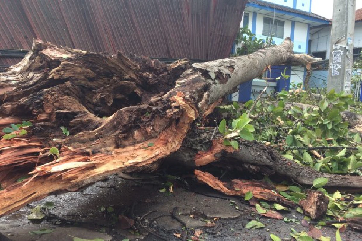 พายุฤดูร้อนถล่มเชียงใหม่ต้นยางล้มทับบ้านพัง