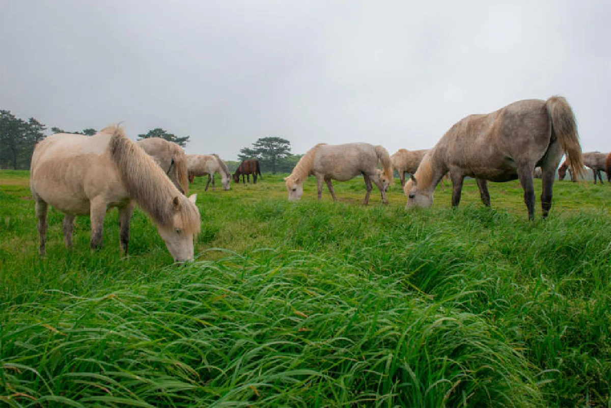 เที่ยวเจจู สนุกสบาย สไตล์รักสุขภาพ