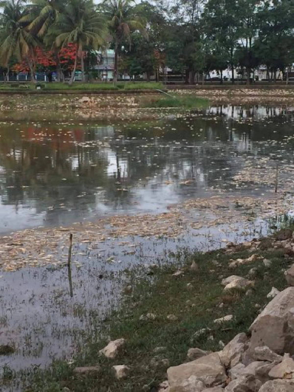 พบ "ปลาน็อคน้ำ" นับหมื่นที่สระน้ำทุ่งนาเชย จันทบุรี