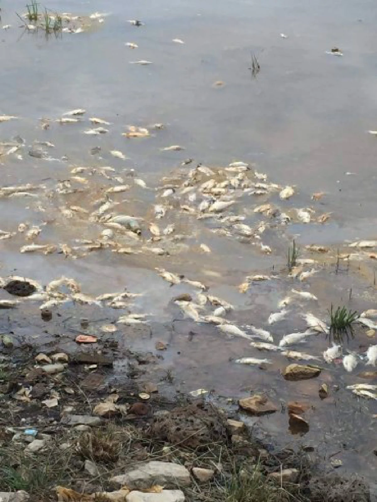 พบ "ปลาน็อคน้ำ" นับหมื่นที่สระน้ำทุ่งนาเชย จันทบุรี