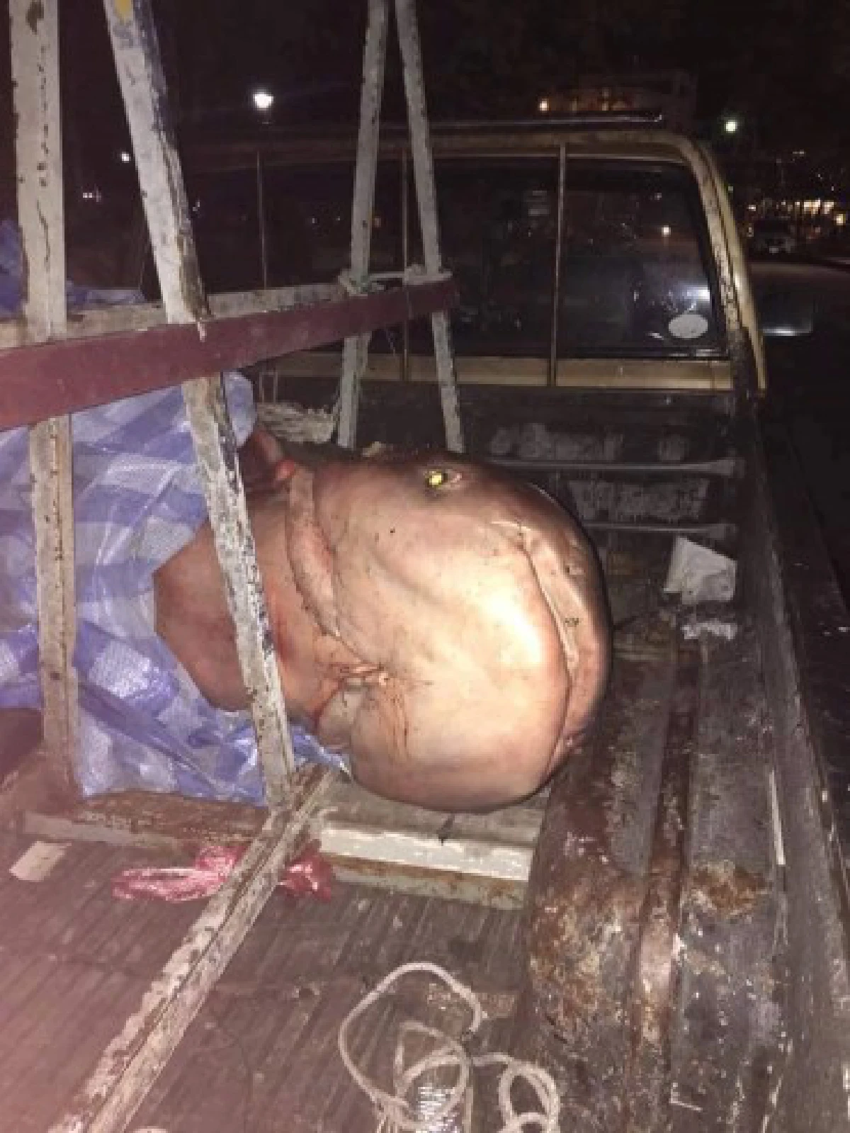 พบ "ปลาน็อคน้ำ" นับหมื่นที่สระน้ำทุ่งนาเชย จันทบุรี