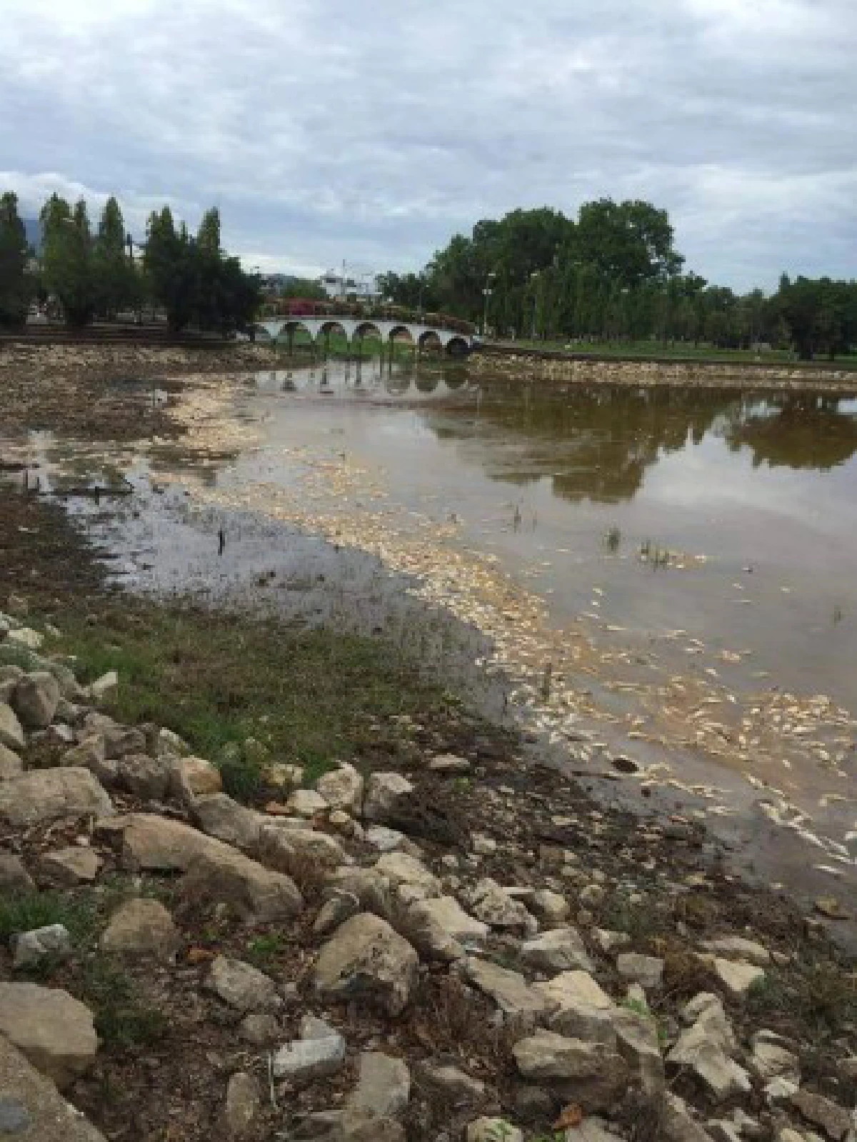 พบ "ปลาน็อคน้ำ" นับหมื่นที่สระน้ำทุ่งนาเชย จันทบุรี