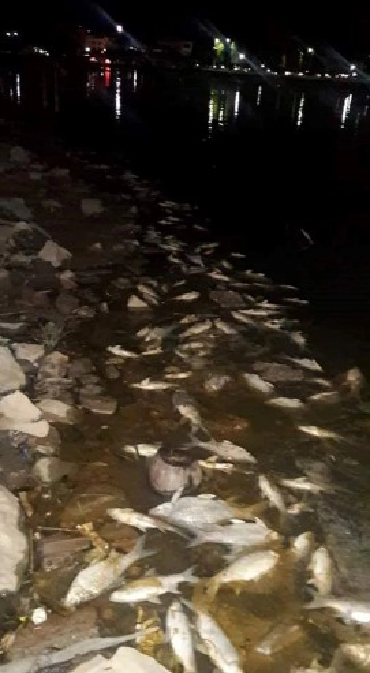 พบ "ปลาน็อคน้ำ" นับหมื่นที่สระน้ำทุ่งนาเชย จันทบุรี