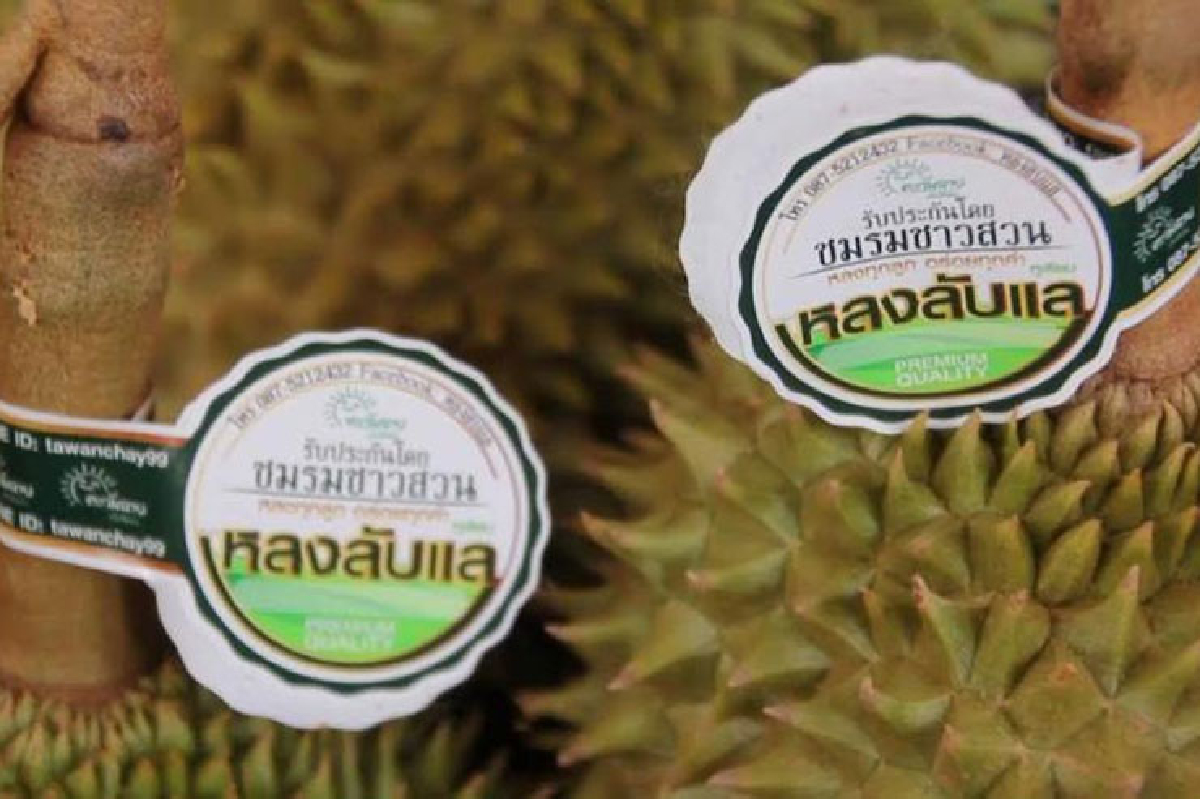 อุตรดิตถ์ชวนชิม ‘หลง-หลินลับแล’ราคาลิ่วหลักพัน อุตรดิตถ์ชวนชิม ‘หลง-หลินลับแล’ราคาลิ่วหลักพัน
