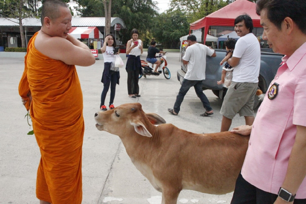 คนแห่ดูลูกวัววัดสมานฉลาดแสนรู้คล้ายสุนัข