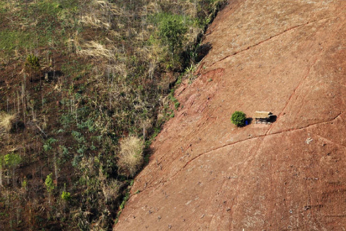 ความหวังที่น่าน คนยืนได้ ไม้ยืนต้น