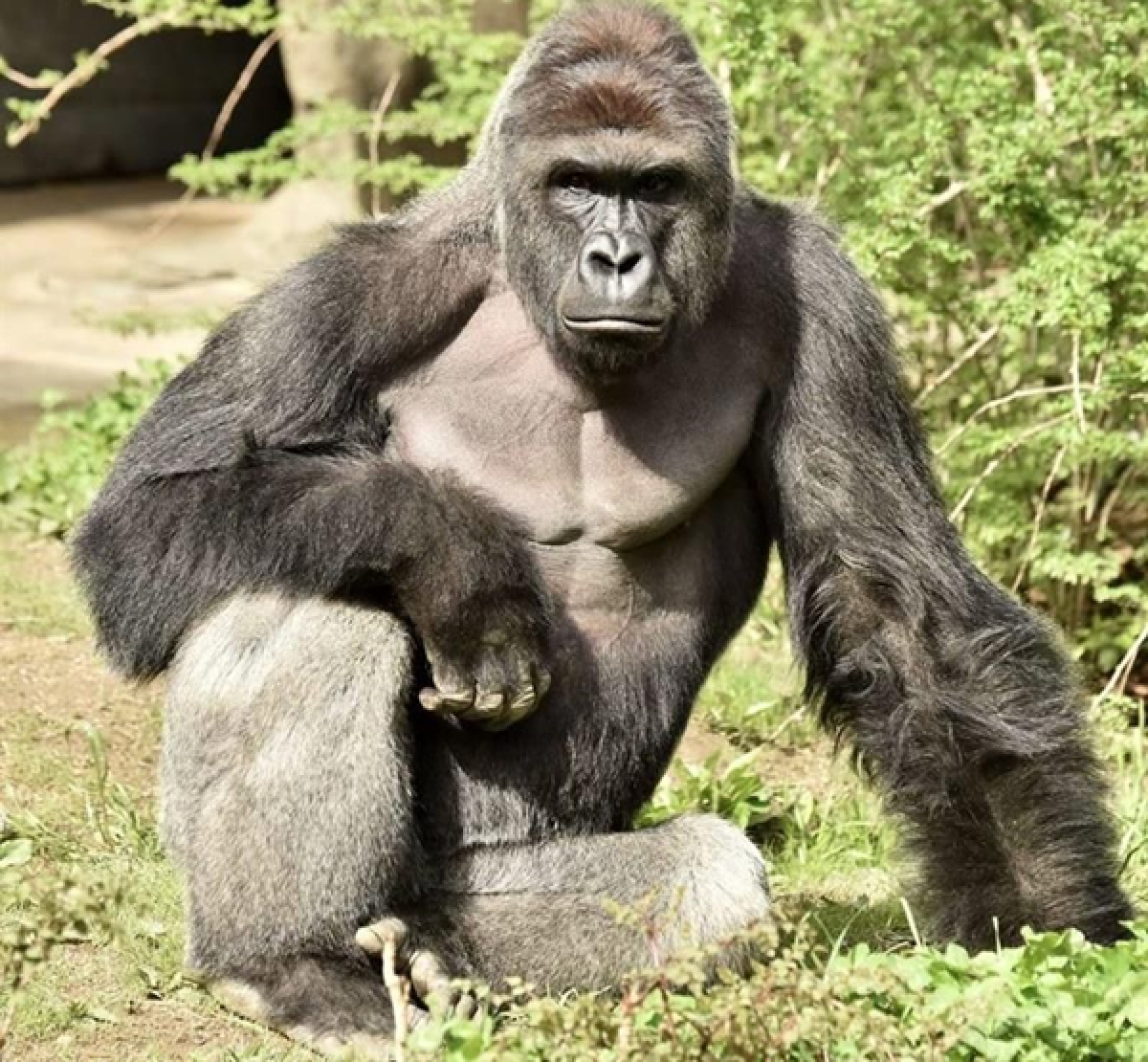 US zoo defends killing gorilla that grabbed boy
