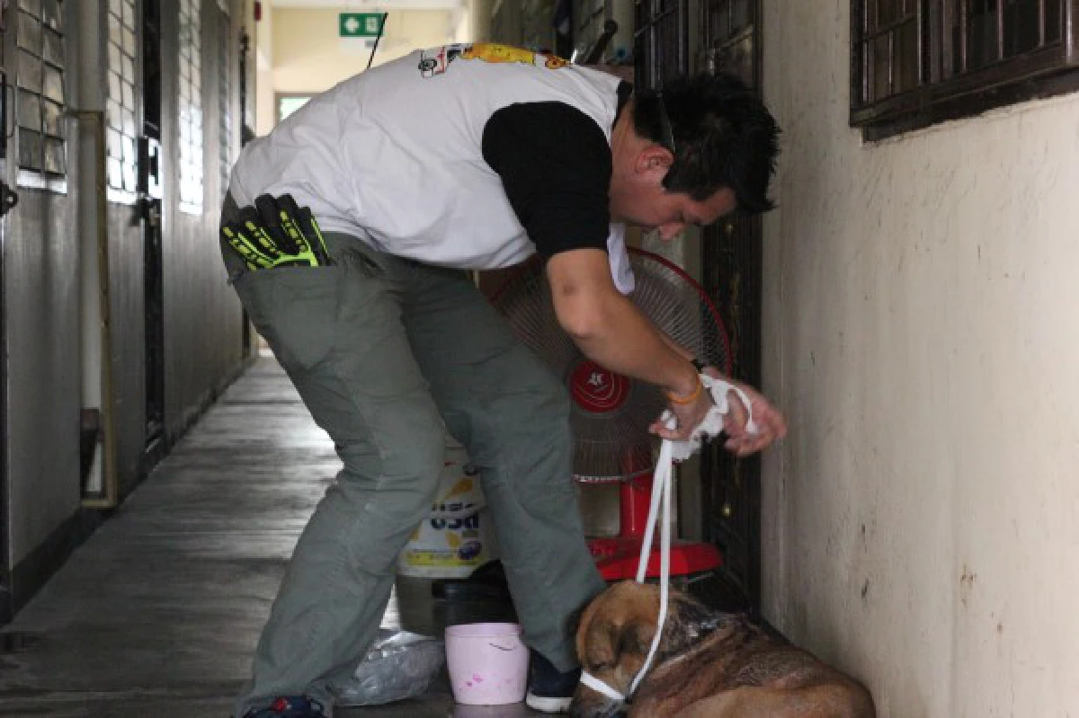 อาสาร่วมด้วยประสานน้ำใจช่วยสุนัขบาดเจ็บ