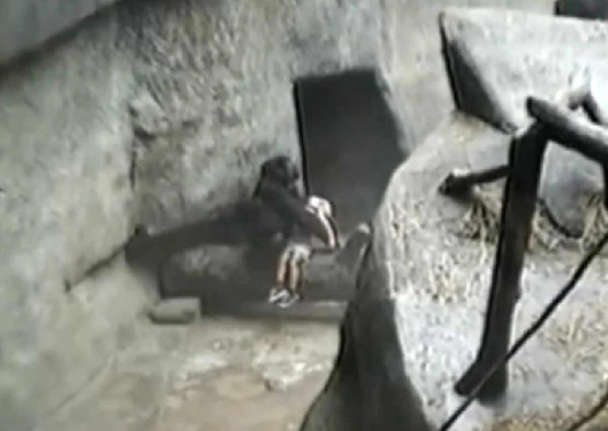 ย้อนดูคลิป2เหตุการณ์ในอดีต "กอริลลาปกป้องเด็กพลัดตกกรง"