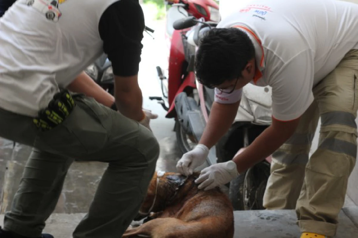 อาสาร่วมด้วยประสานน้ำใจช่วยสุนัขบาดเจ็บ