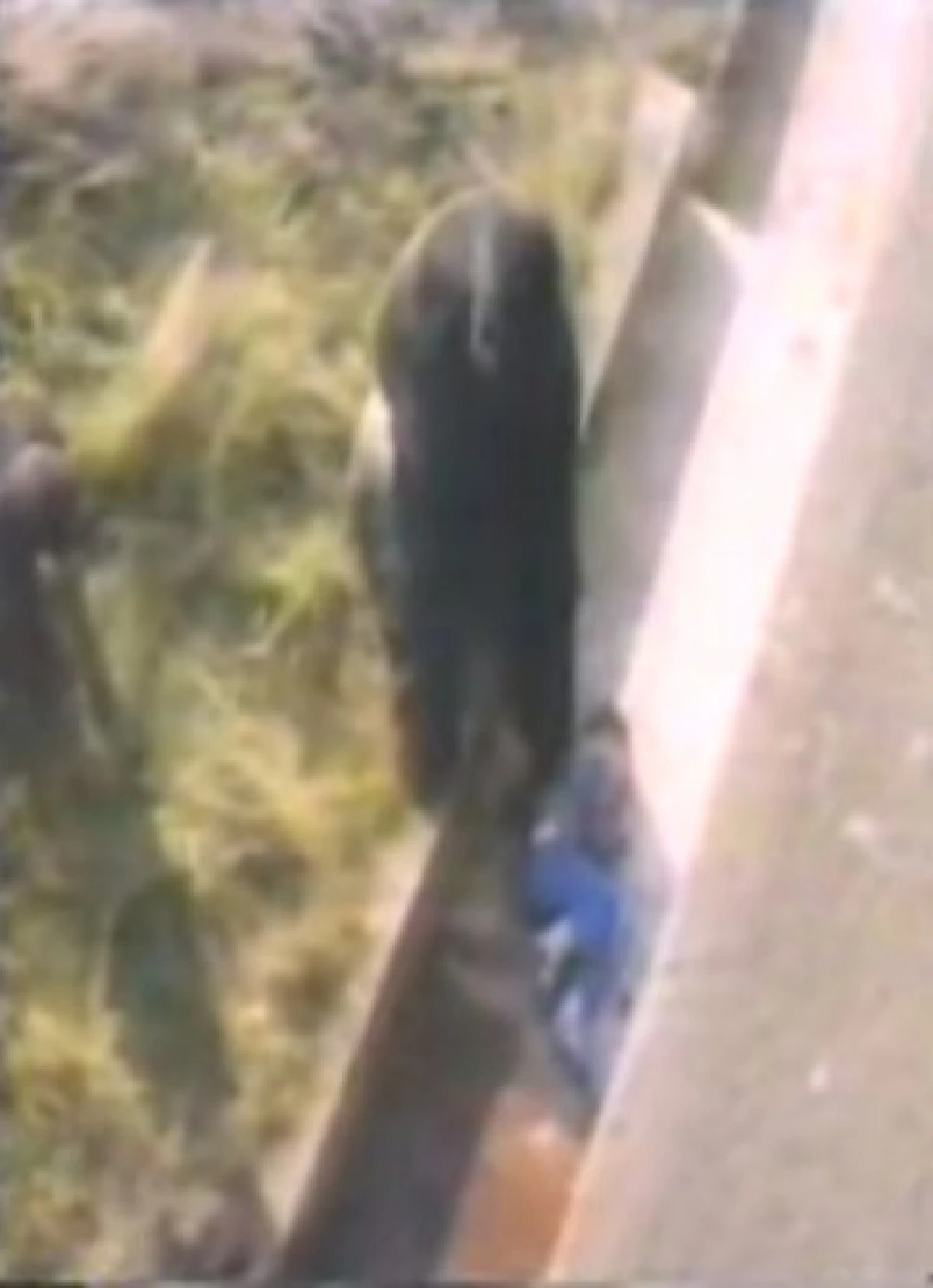 ย้อนดูคลิป2เหตุการณ์ในอดีต "กอริลลาปกป้องเด็กพลัดตกกรง"