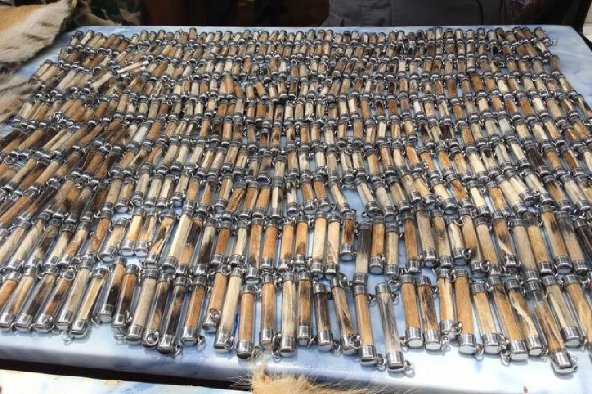 ยึดหนังเสือโคร่ง-ตะกรุดชิ้นส่วนเสือลอบขนจากวัดหลวงตาบัว