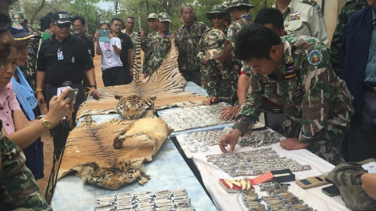 ยึดหนังเสือโคร่ง-ตะกรุดชิ้นส่วนเสือลอบขนจากวัดหลวงตาบัว