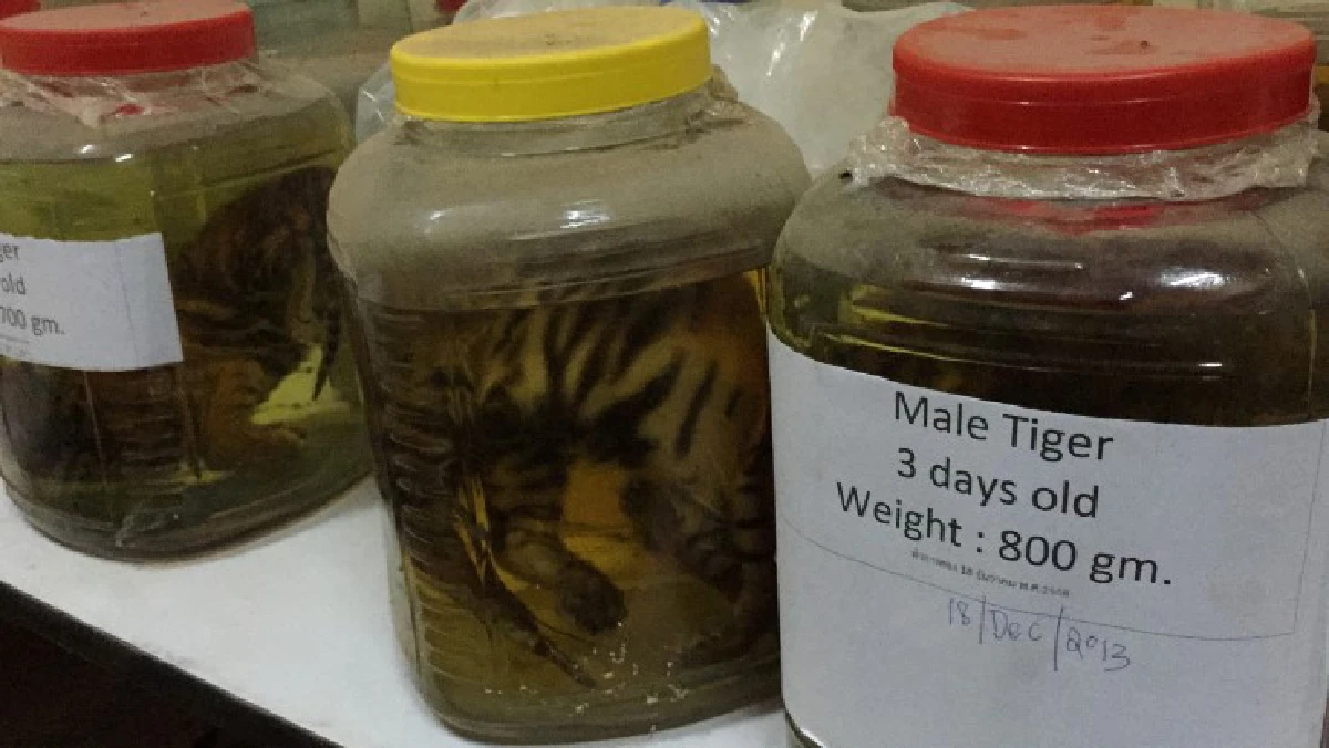 ยึดหนังเสือโคร่ง-ตะกรุดชิ้นส่วนเสือลอบขนจากวัดหลวงตาบัว