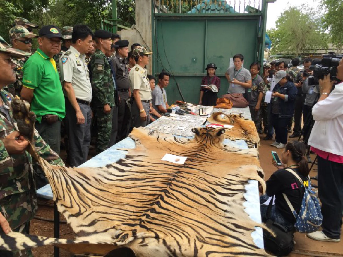 ยึดหนังเสือโคร่ง-ตะกรุดชิ้นส่วนเสือลอบขนจากวัดหลวงตาบัว