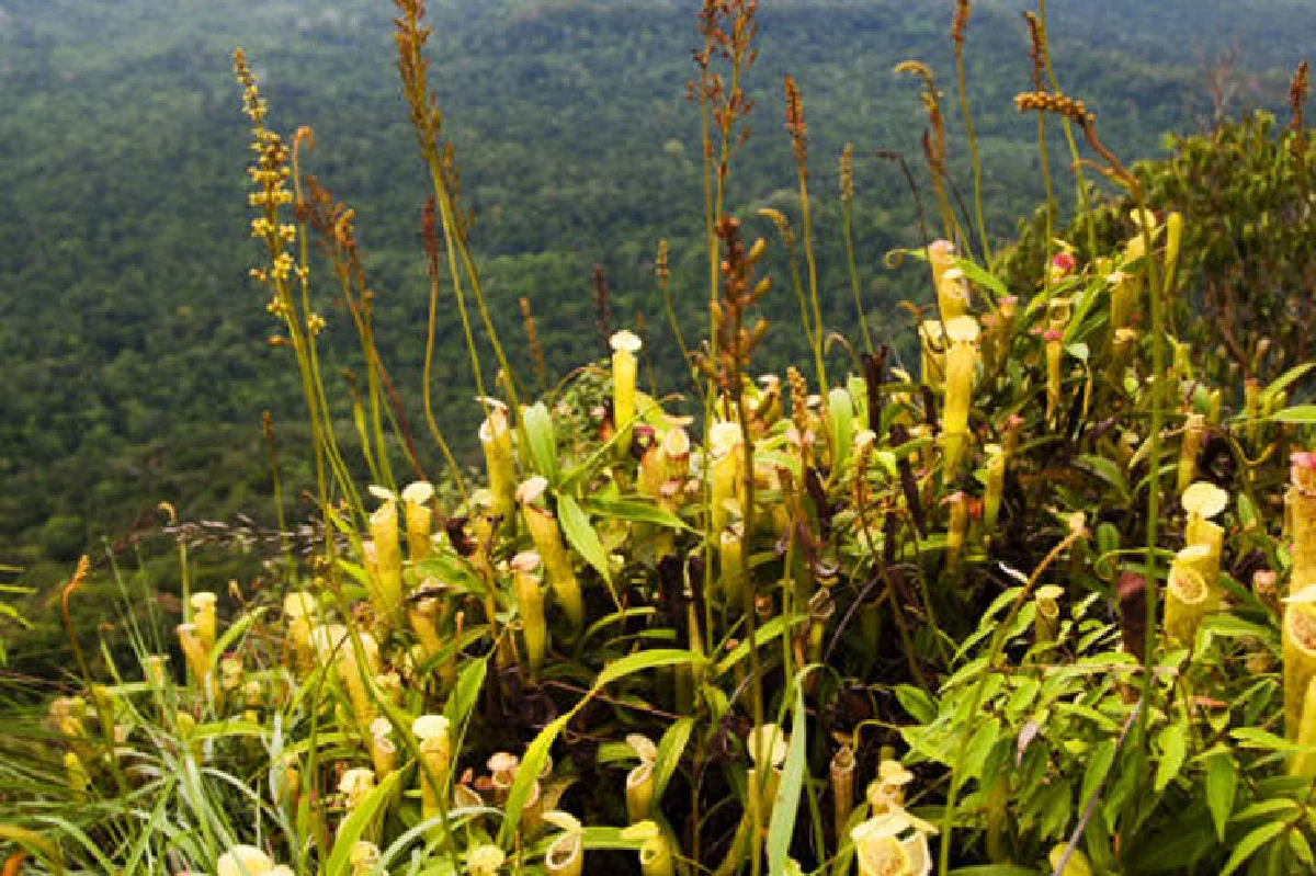 เที่ยวป่าหน้าฝน ตะลุยทุ่ง ‘หม้อข้าวฯ’ นับแสนบนยอดเขานอจู้จี้