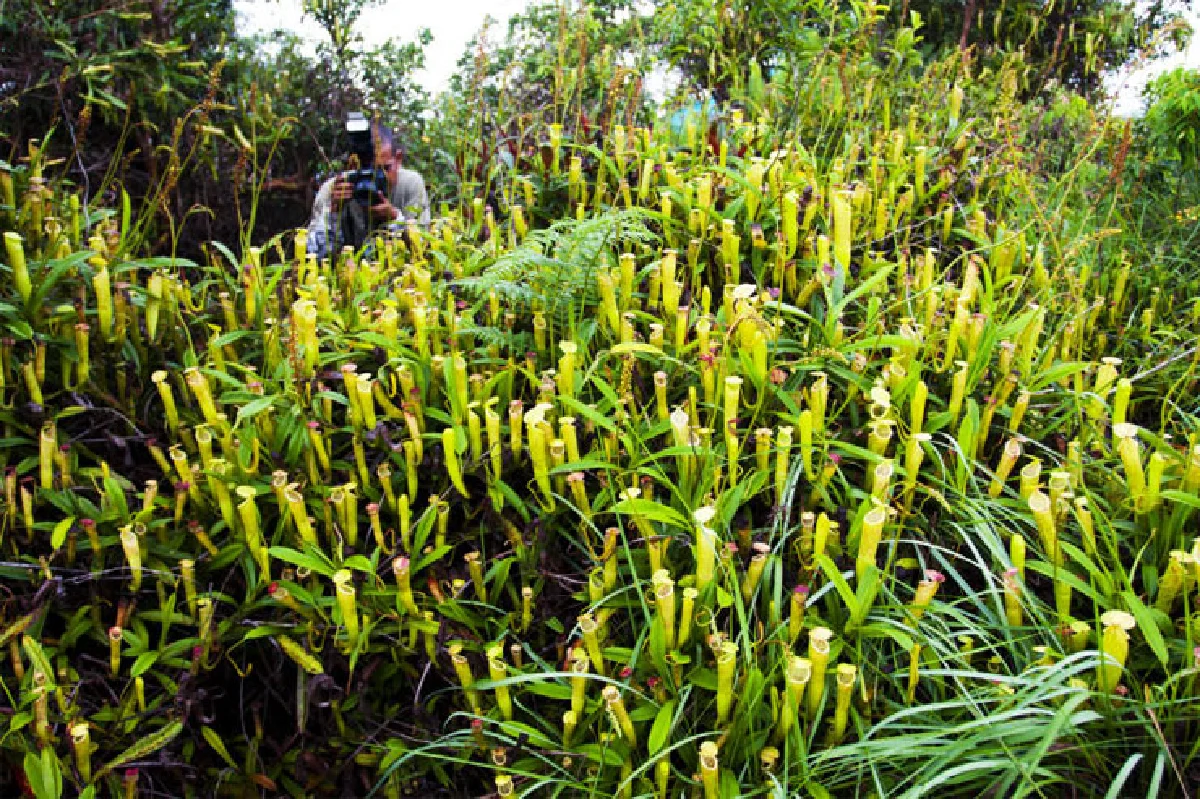 เที่ยวป่าหน้าฝน ตะลุยทุ่ง ‘หม้อข้าวฯ’ นับแสนบนยอดเขานอจู้จี้