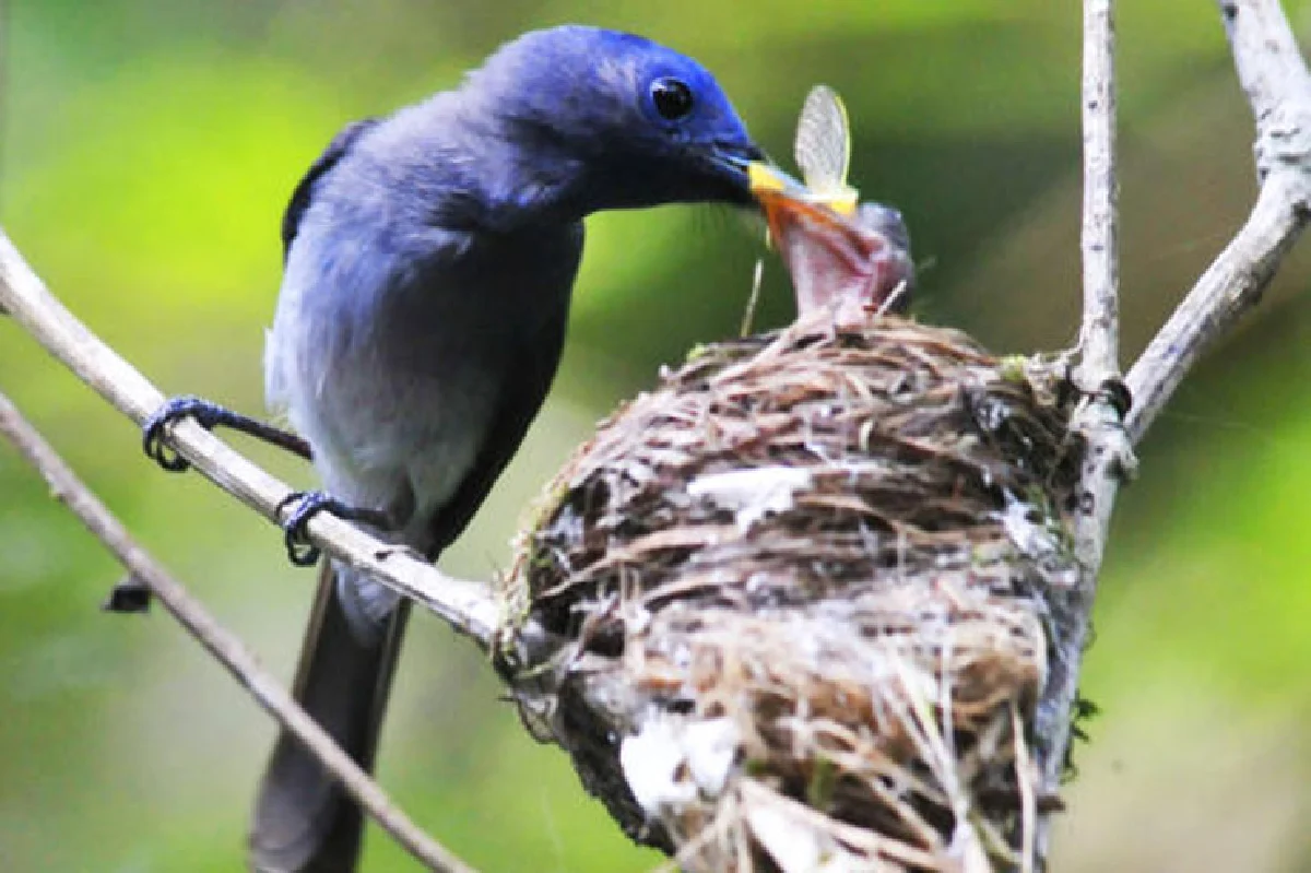 เที่ยวป่าหน้าฝน ตะลุยทุ่ง ‘หม้อข้าวฯ’ นับแสนบนยอดเขานอจู้จี้