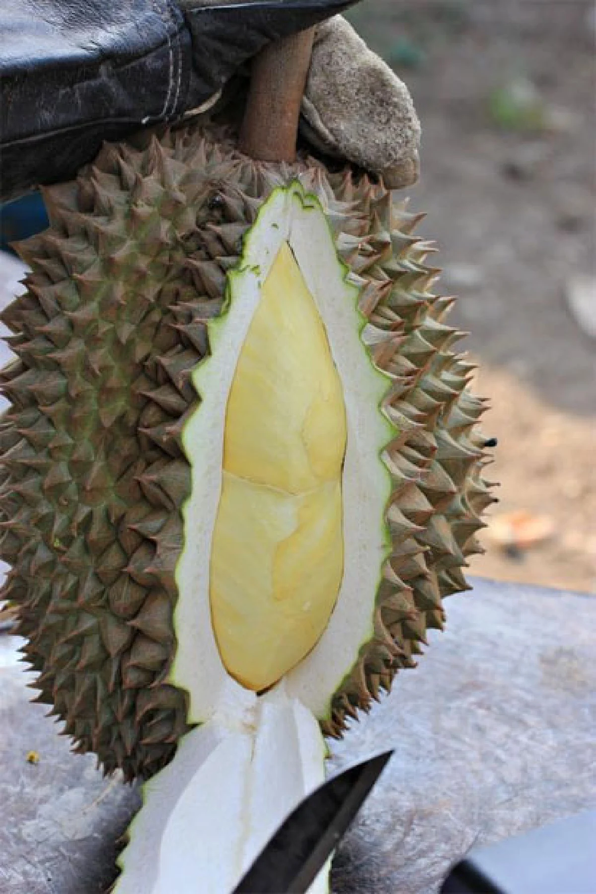 ทุเรียนพลัดถิ่น... ของดีหนองเสือ