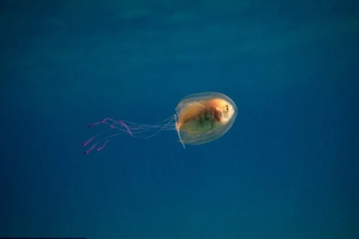 ภาพหาชมยาก! ปลาน้อยติดอยู่ในร่างแมงกะพรุนทั้งเป็น