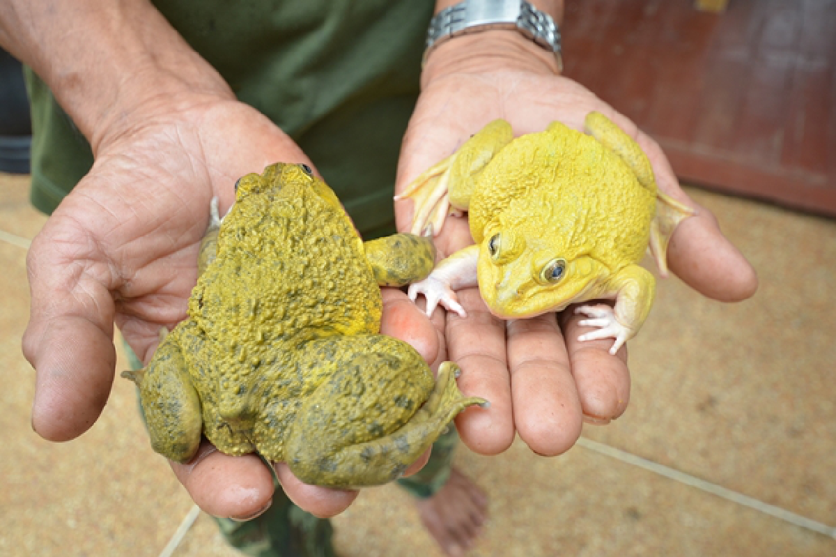 พบกบประหลาดลำตัวมีสีเหลืองคล้ายทองคำ