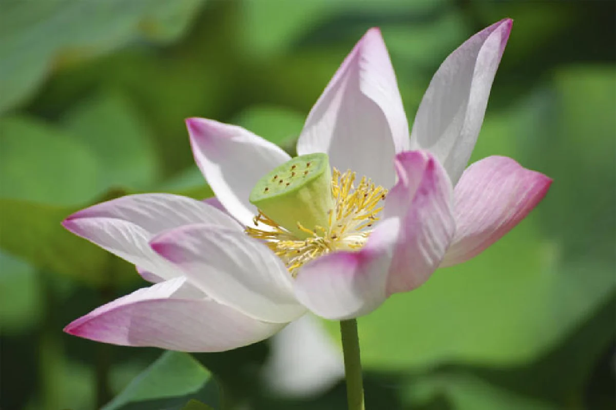 เสถียรธรรมสถาน เดินไปบนเส้นทาง แห่งความสงบ