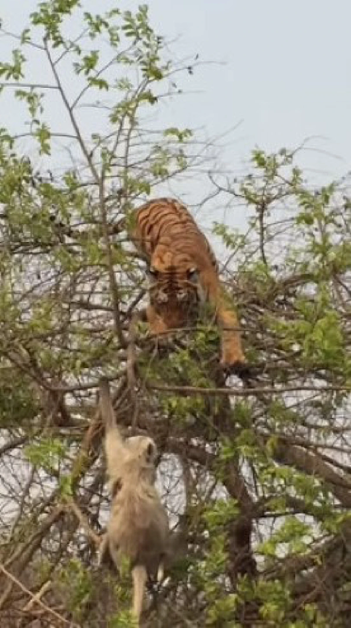 คลิปเสือไล่จับลิงบนต้นไม้ สุดท้ายพลาดท่า ร่วงหมดสภาพ